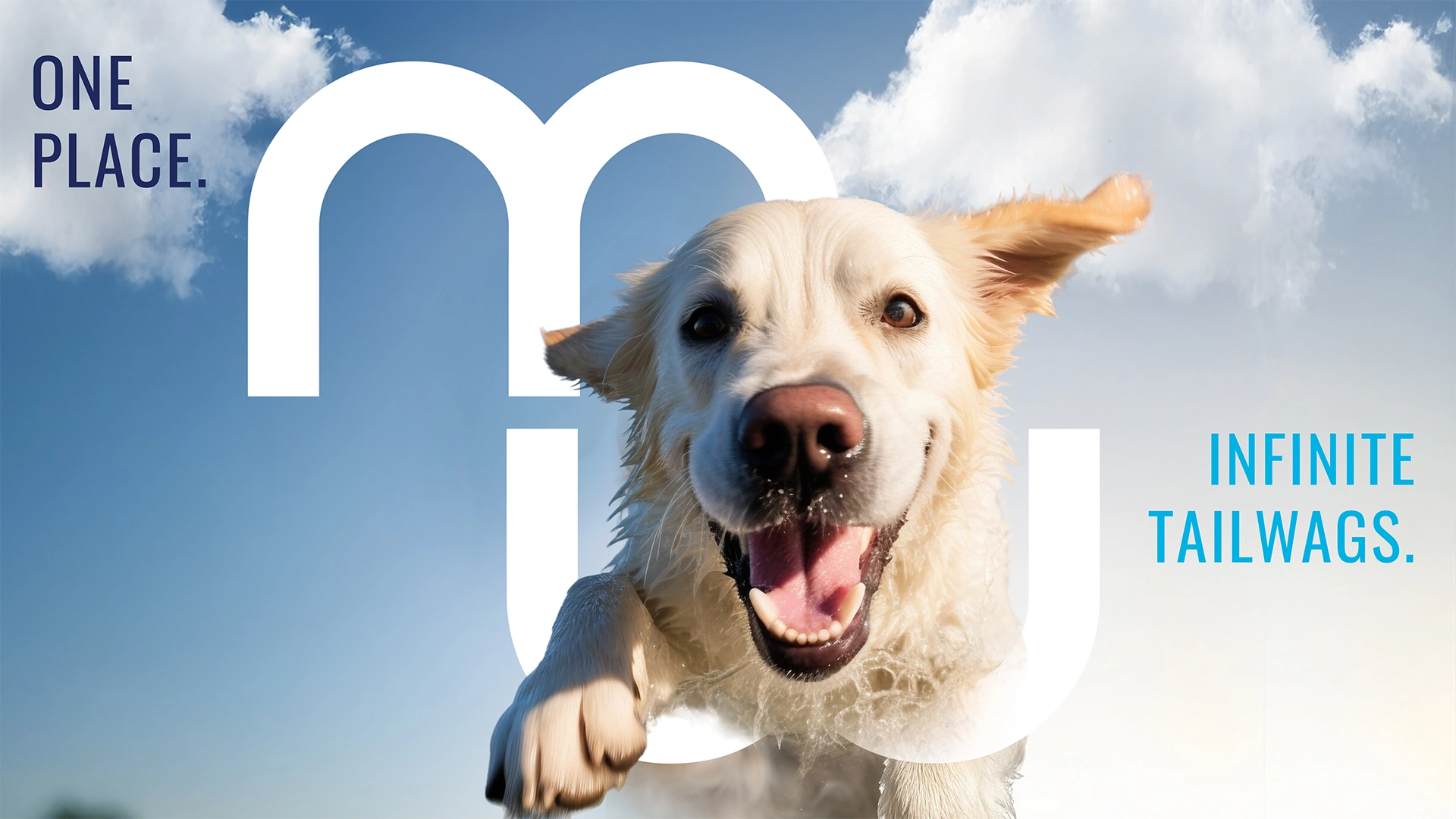 Dog jumps towards viewer in graphic. Text reads "one place. infinite tailwags."